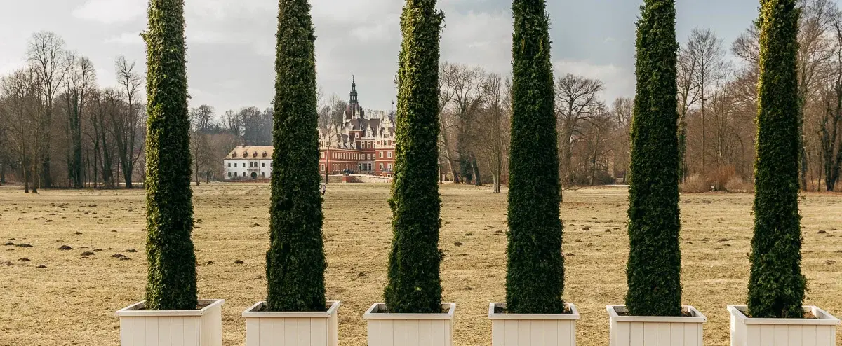 Zehn Thuja-Gewächse im Muskauer Park