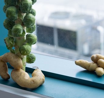 Rosenkohlpflanze auf einem Fenstersims