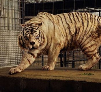 weißer Tiger in einem Käfig