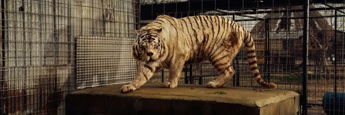 weißer Tiger in einem Käfig