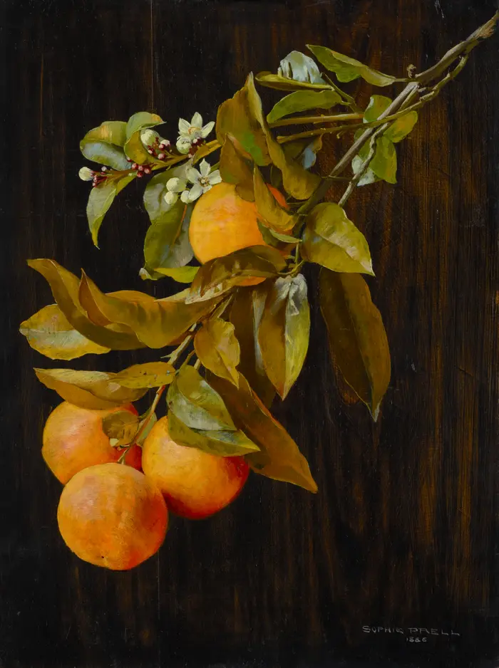 Sophie Prell, Orangenzweig